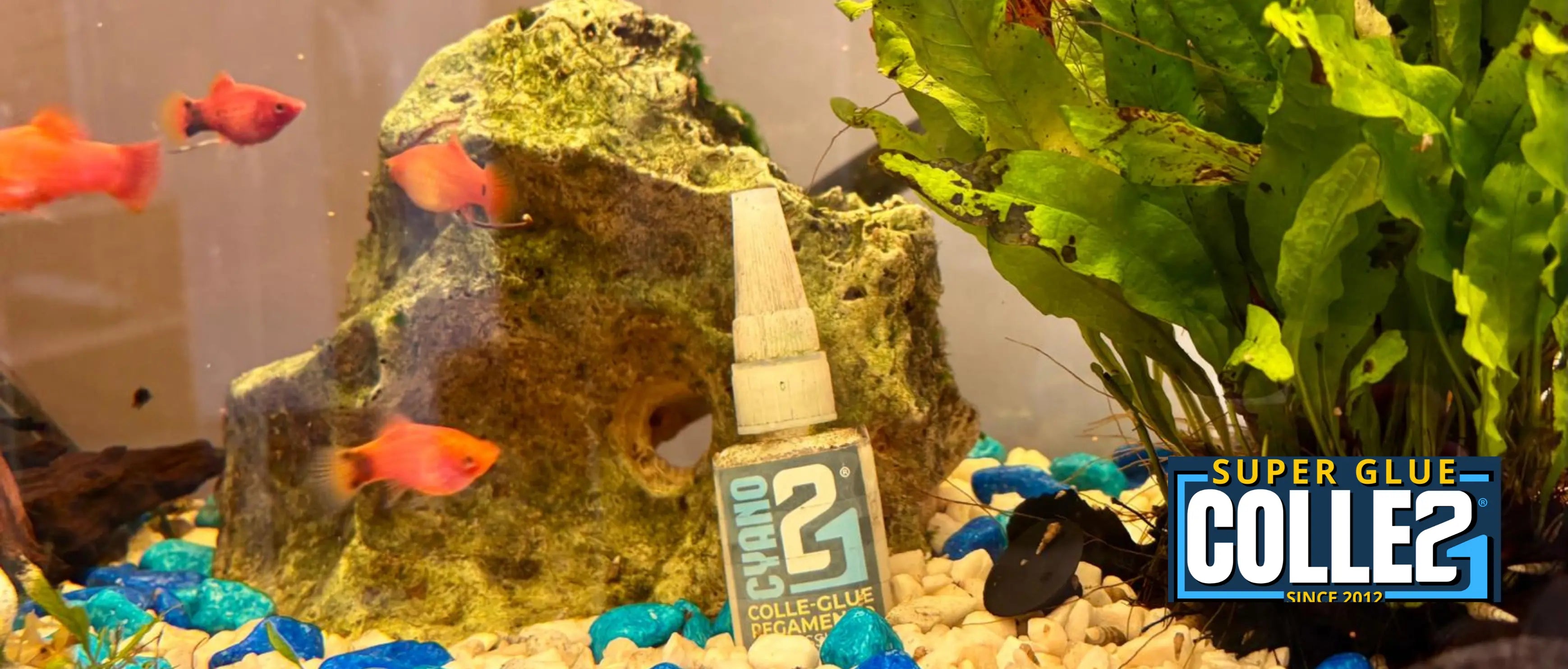 Colle pour aquarium